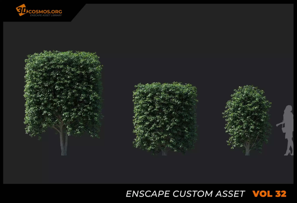 MT-PM-V32-Ficus-benjamina-01-04-06