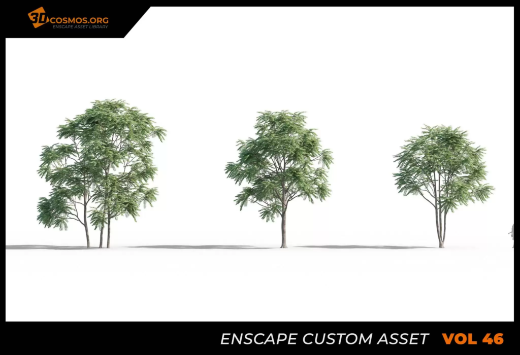 MT-PM-V46-Ailanthus-altissima-01-01-03