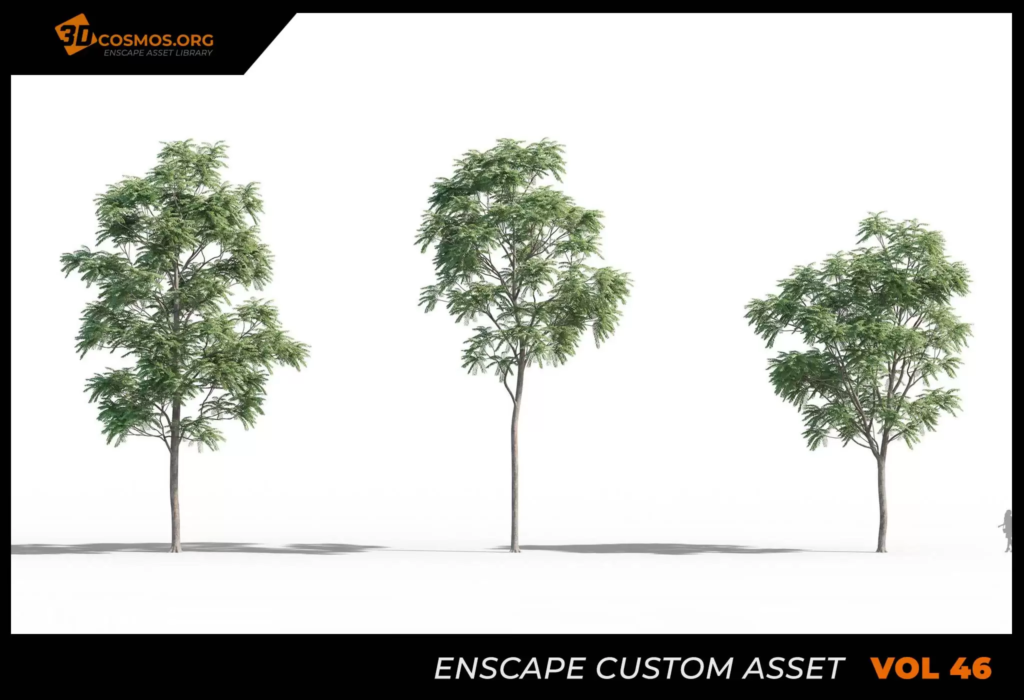 MT-PM-V46-Ailanthus-altissima-01-04-06