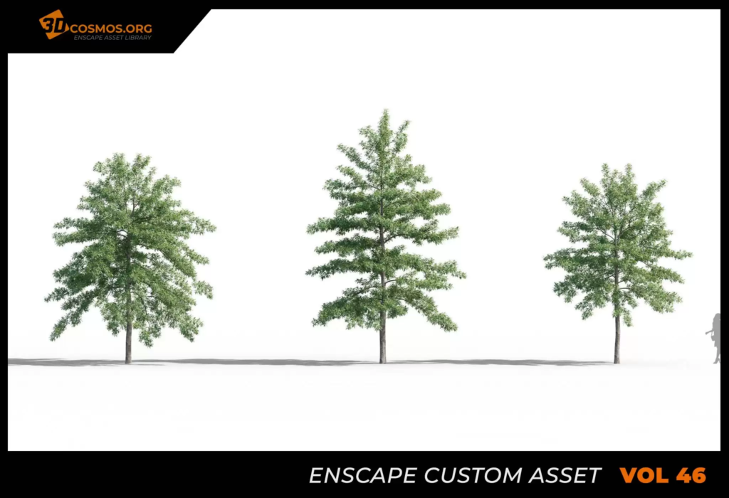 MT-PM-V46-Quercus-palustris-01-04-06