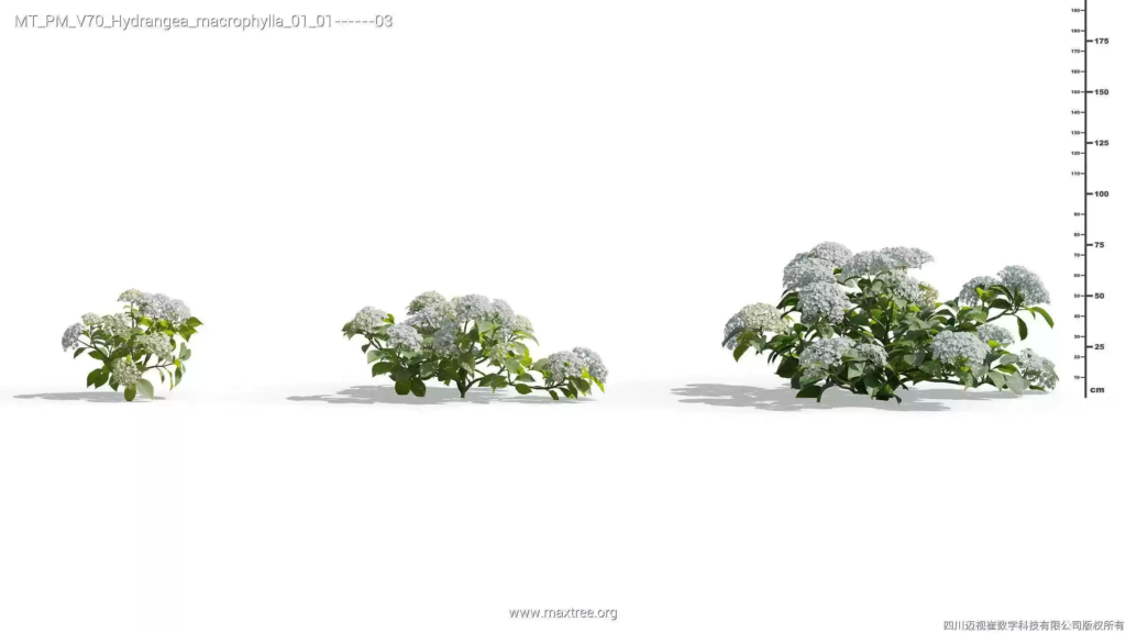 MT-PM-V70-Hydrangea-macrophylla-01-01-03
