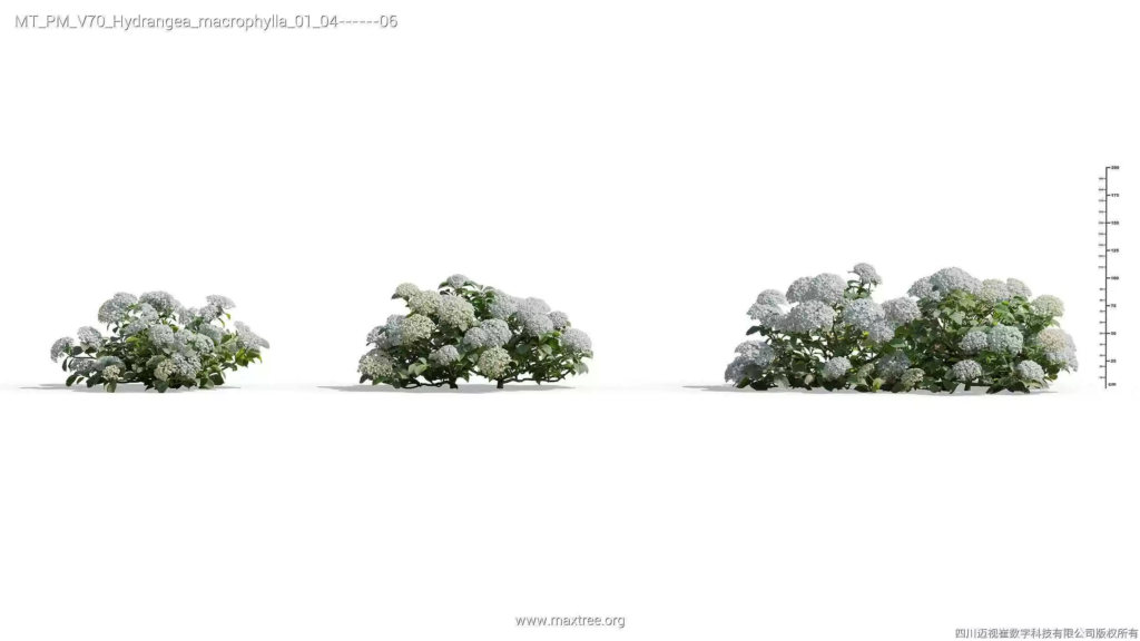 MT-PM-V70-Hydrangea-macrophylla-01-04-06