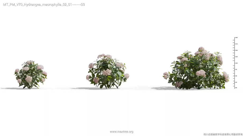 MT-PM-V70-Hydrangea-macrophylla-02-01-03