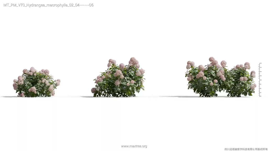 MT-PM-V70-Hydrangea-macrophylla-02-04-06