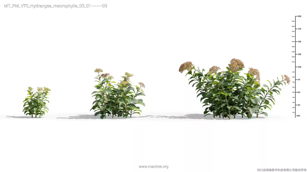 MT-PM-V70-Hydrangea-macrophylla-03-01-03