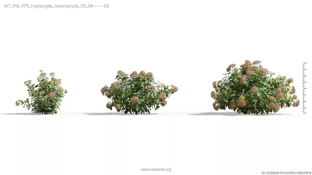 MT-PM-V70-Hydrangea-macrophylla-03-04-06