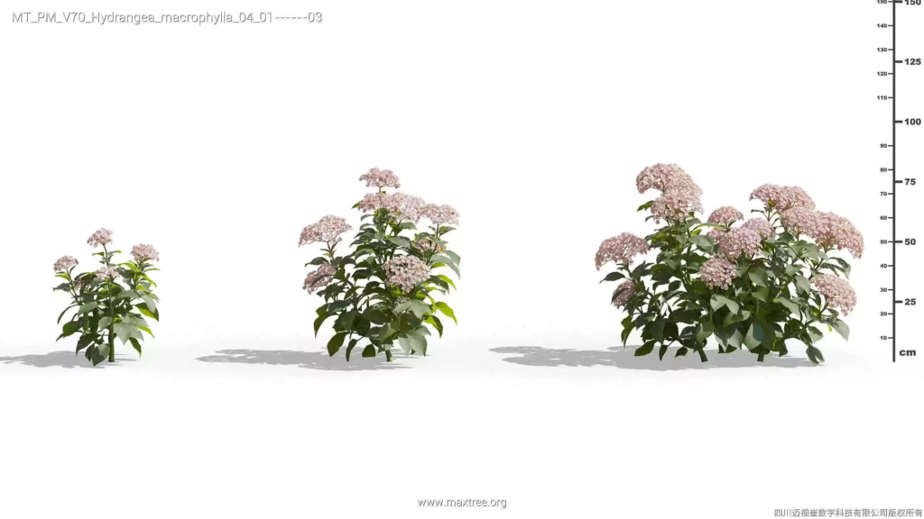 MT-PM-V70-Hydrangea-macrophylla-04-01-03