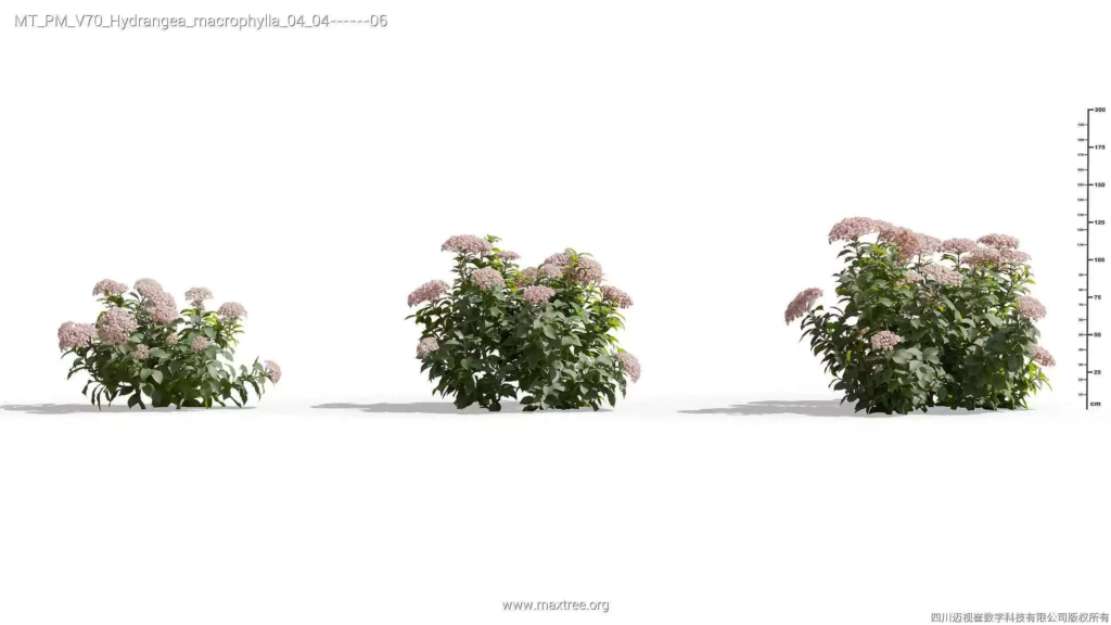 MT-PM-V70-Hydrangea-macrophylla-04-04-06