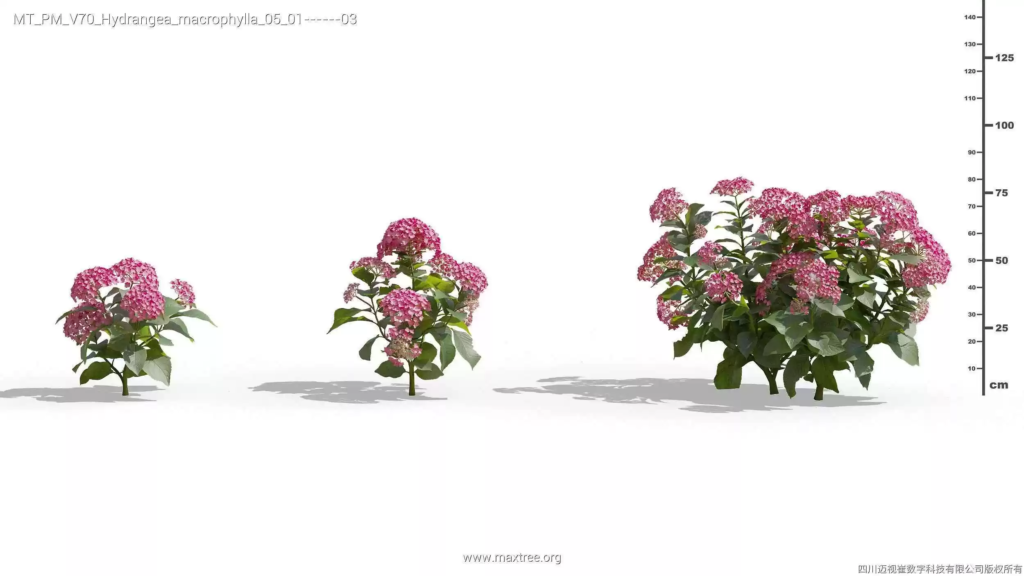 MT-PM-V70-Hydrangea-macrophylla-05-01-03