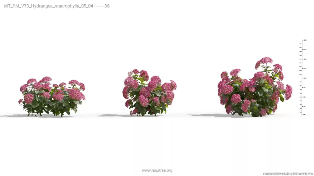 MT-PM-V70-Hydrangea-macrophylla-05-04-06