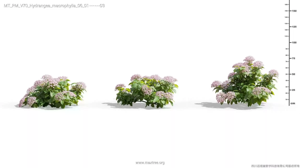MT-PM-V70-Hydrangea-macrophylla-06-01-03