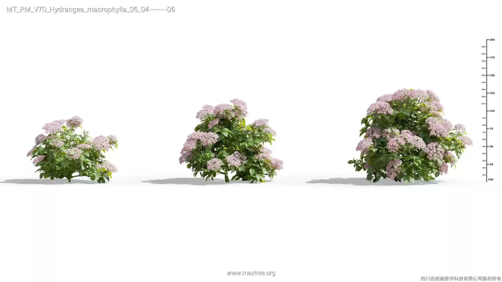 MT-PM-V70-Hydrangea-macrophylla-06-04-06
