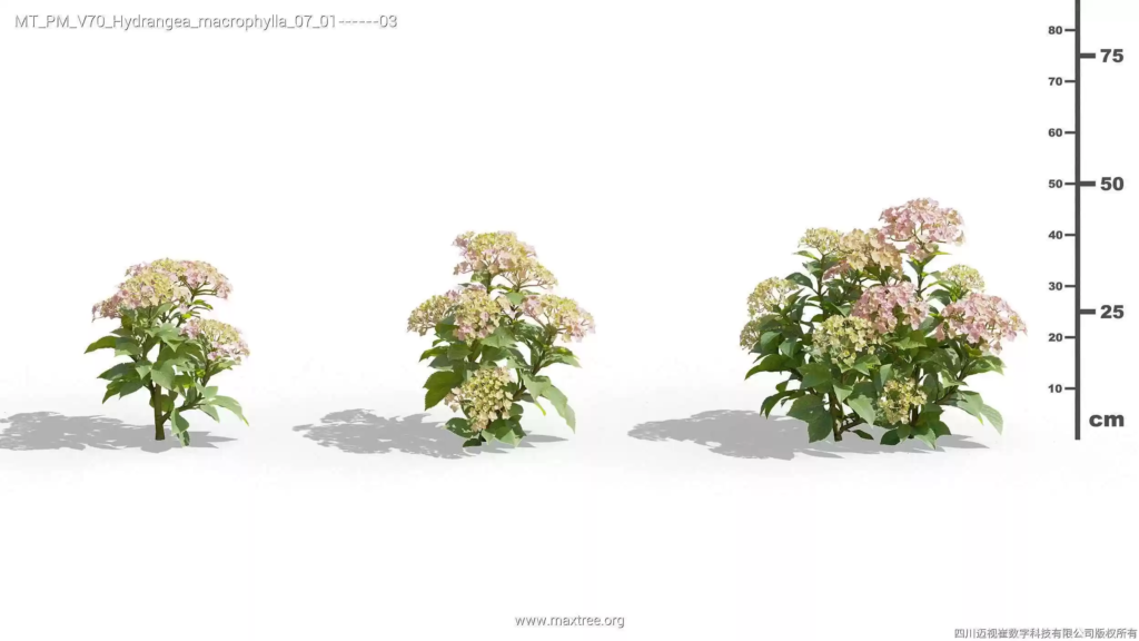 MT-PM-V70-Hydrangea-macrophylla-07-01-03
