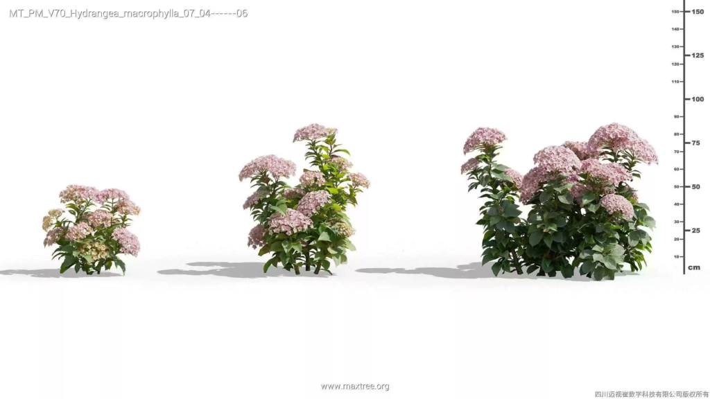MT-PM-V70-Hydrangea-macrophylla-07-04-06