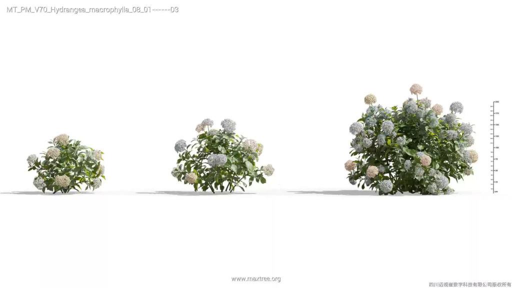 MT-PM-V70-Hydrangea-macrophylla-08-01-03