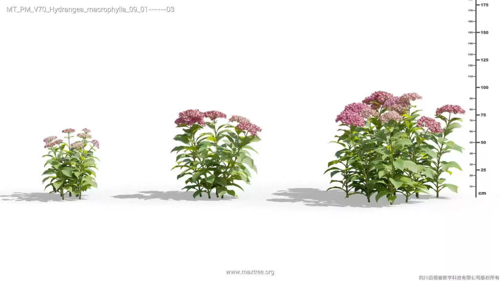 MT-PM-V70-Hydrangea-macrophylla-09-01-03