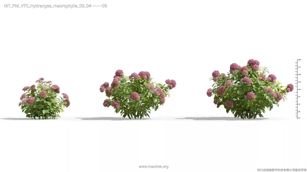 MT-PM-V70-Hydrangea-macrophylla-09-04-06