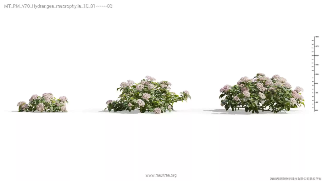 MT-PM-V70-Hydrangea-macrophylla-10-01-03