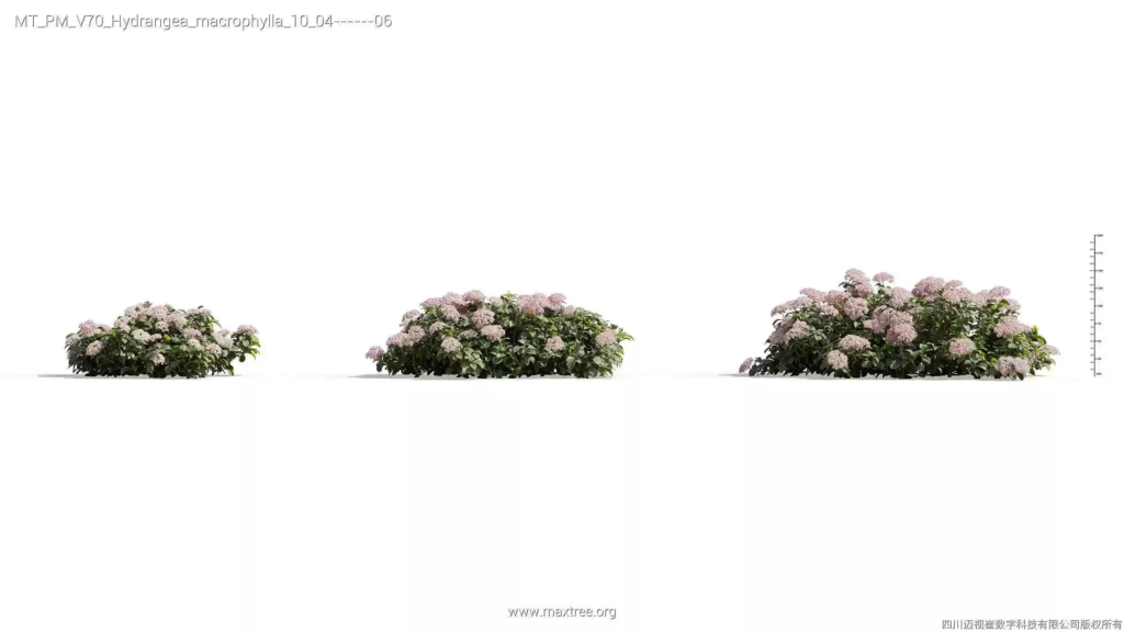 MT-PM-V70-Hydrangea-macrophylla-10-04-06