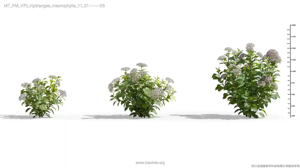 MT-PM-V70-Hydrangea-macrophylla-11-01-03