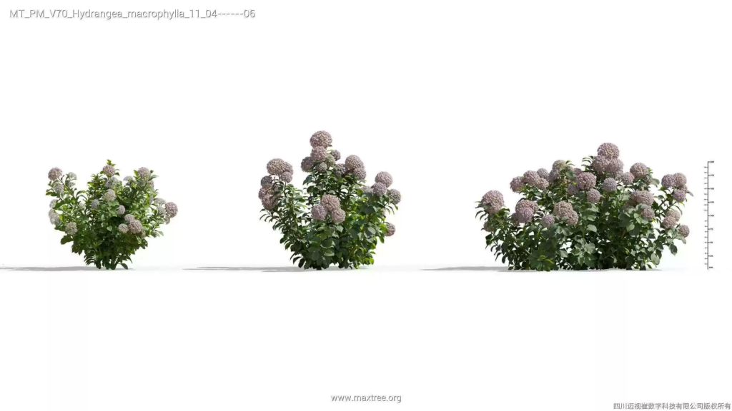 MT-PM-V70-Hydrangea-macrophylla-11-04-06