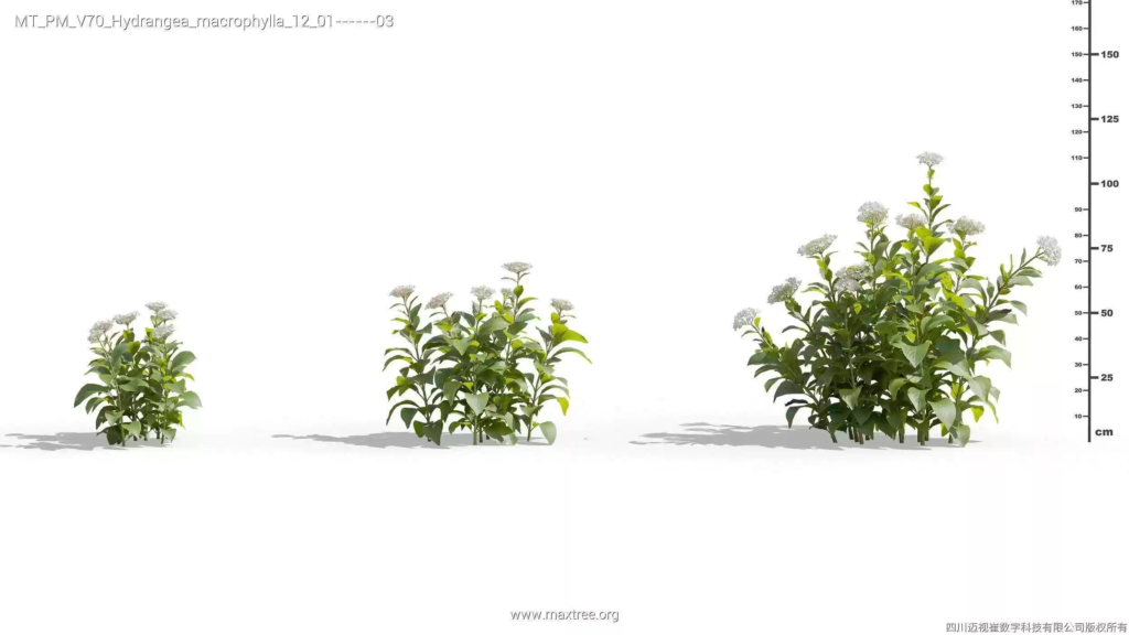 MT-PM-V70-Hydrangea-macrophylla-12-01-03