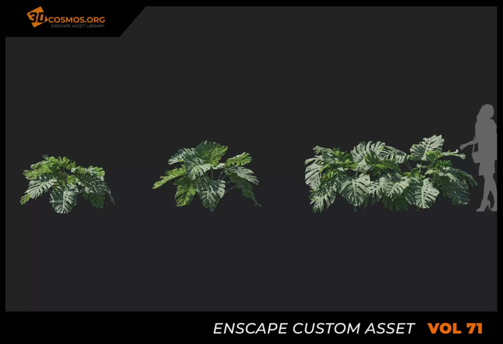 MT-PM-V71-Monstera-deliciosa-01-01-03