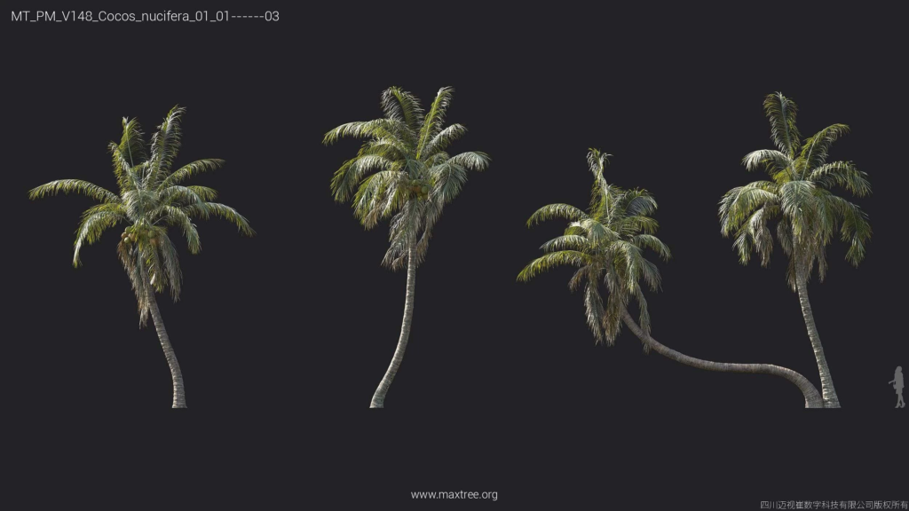 MT_PM_V148_Cocos_nucifera_01_01-03