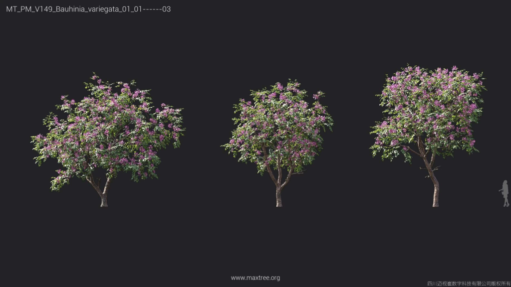 MT_PM_V149_Bauhinia_variegata_01_01-03