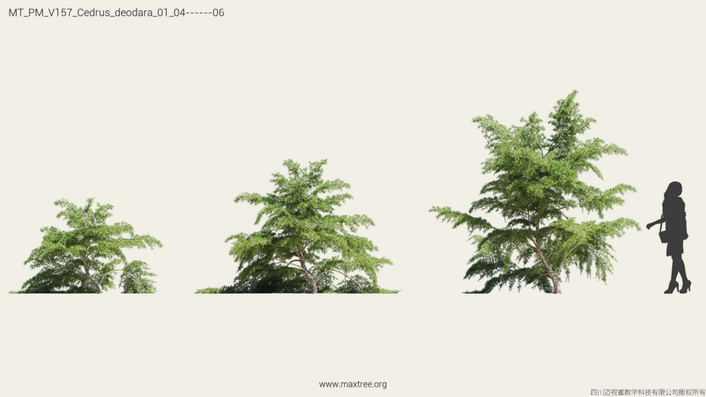 MT_PM_V157_Cedrus_deodara_01_04-06