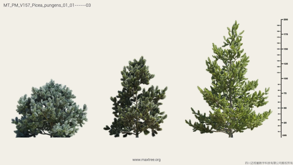 MT_PM_V157_Picea_pungens_01_01-03