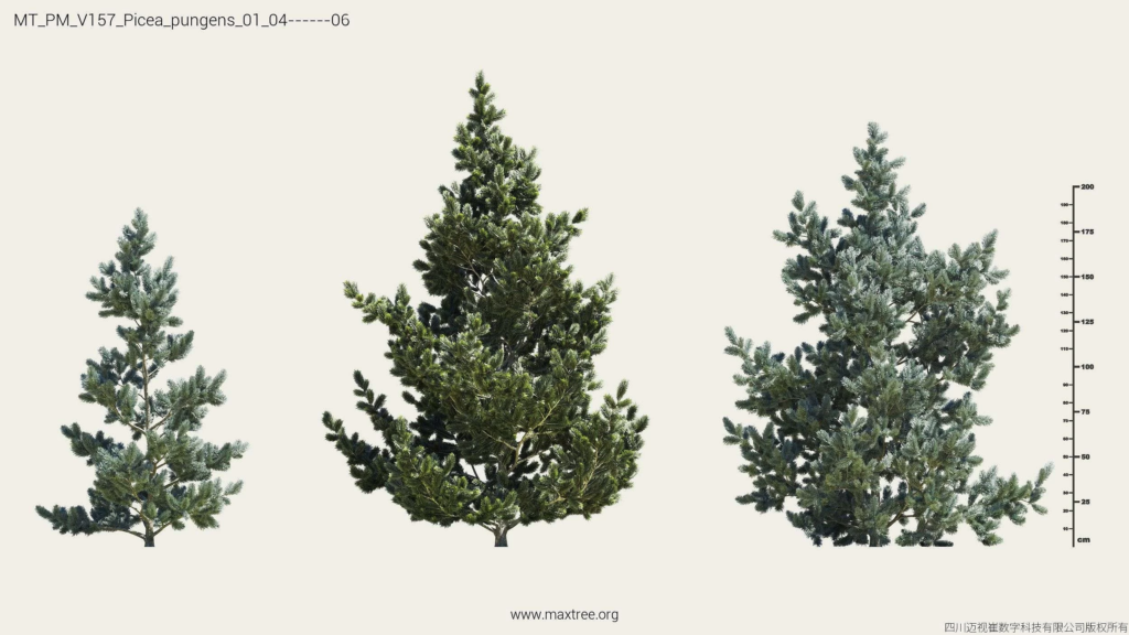 MT_PM_V157_Picea_pungens_01_04-06