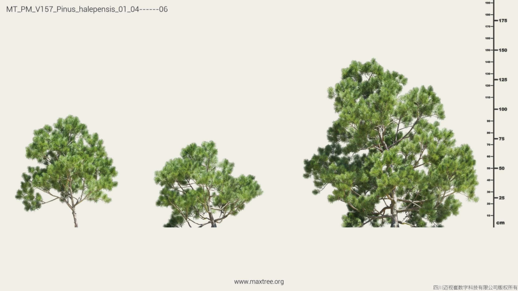 MT_PM_V157_Pinus_halepensis_01_04-06