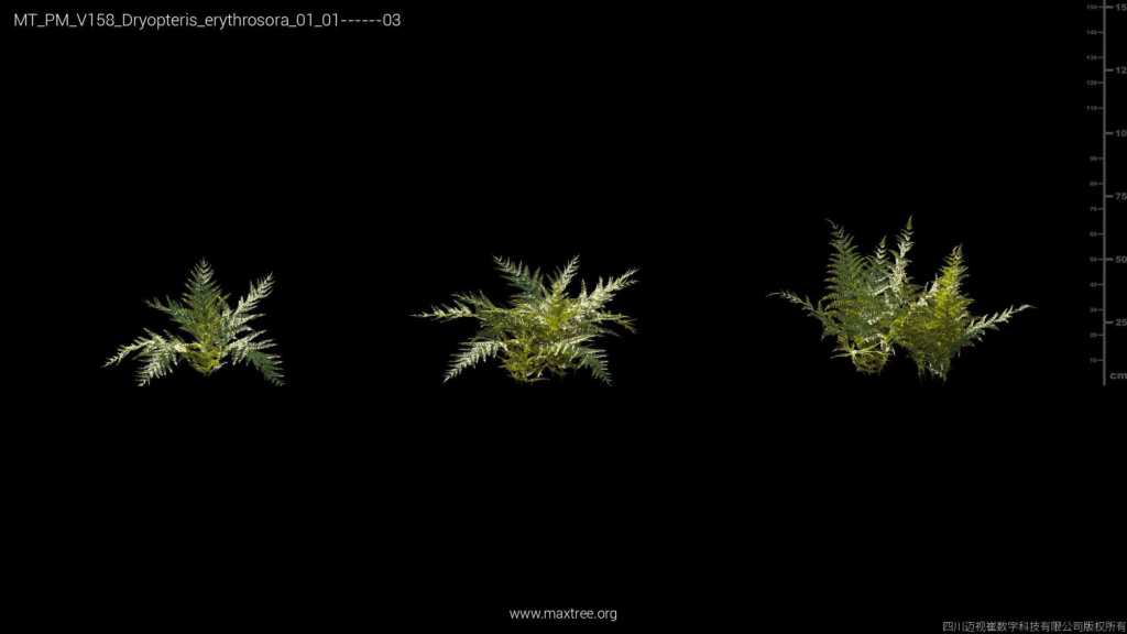 MT_PM_V158_Dryopteris_erythrosora_01_01-03