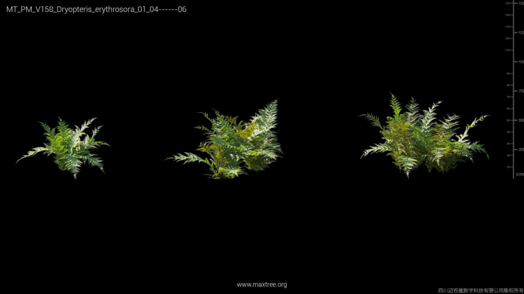 MT_PM_V158_Dryopteris_erythrosora_01_04-06