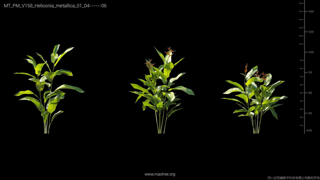 MT_PM_V158_Heliconia_metallica_01_04-06