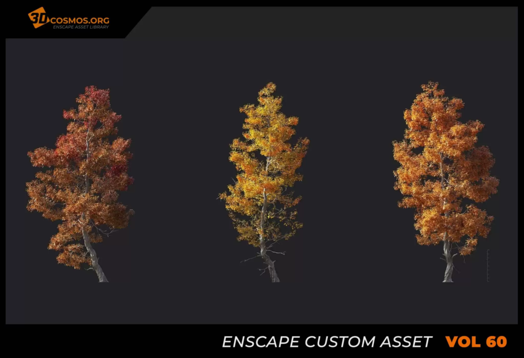 MT_PM_V60_Acer_buergerianum_01_01-03 (1)