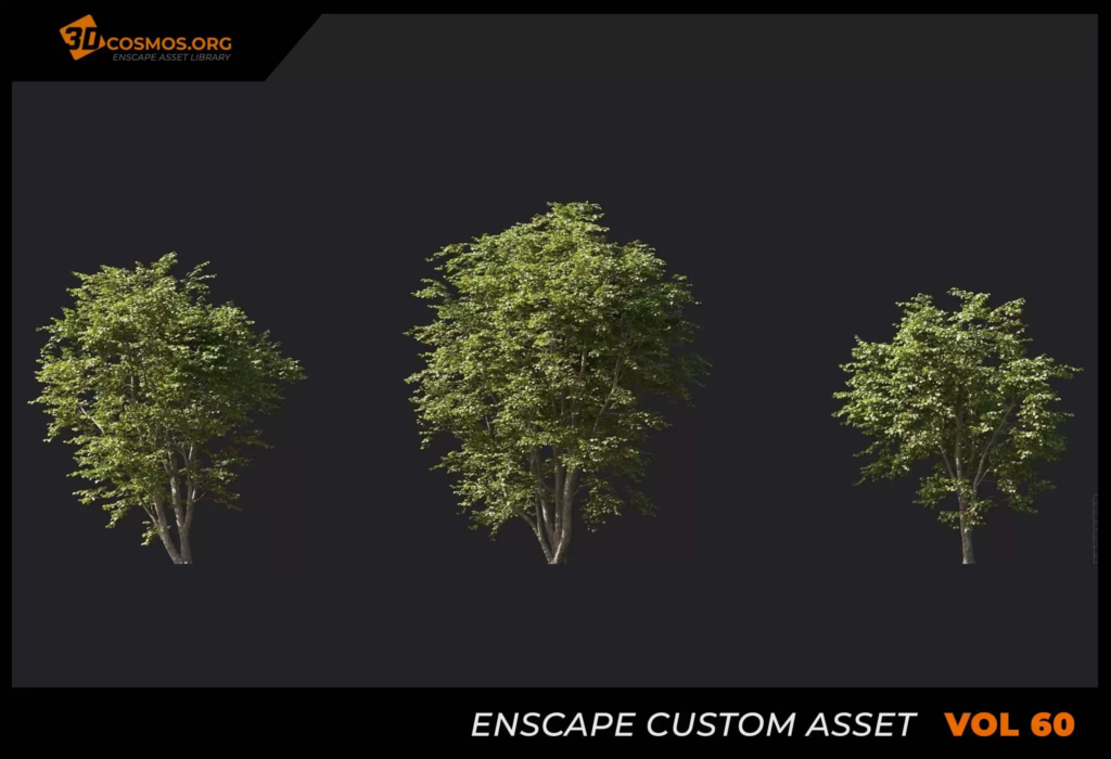 MT_PM_V60_Alnus_cremastogyne_01_01-03 (1)