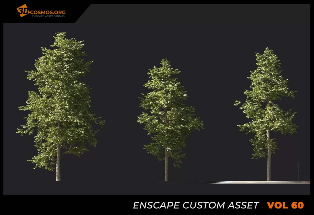 MT_PM_V60_Alnus_cremastogyne_01_04-06 (1)