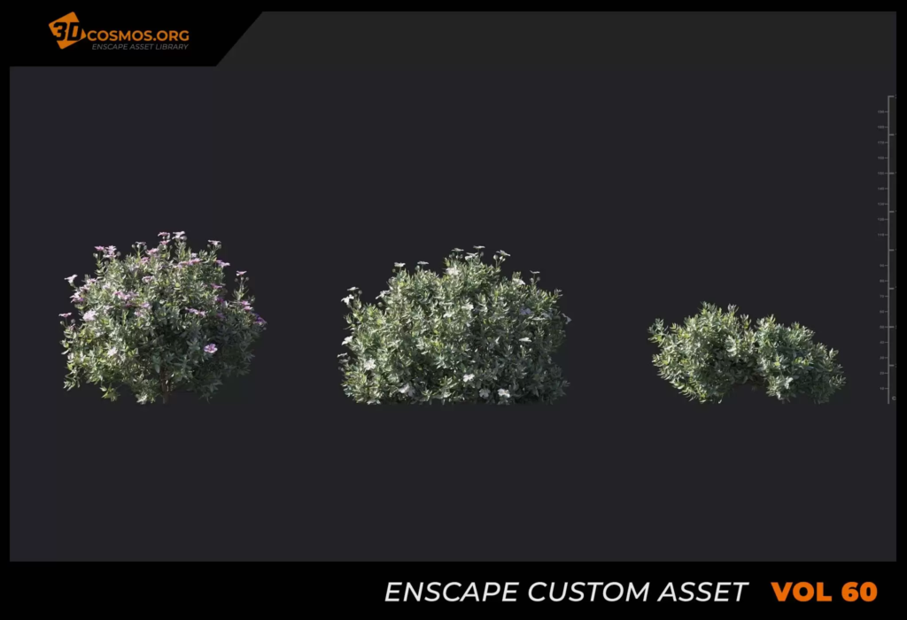 MT_PM_V60_Cistus_albidus_01_01-03 (1)