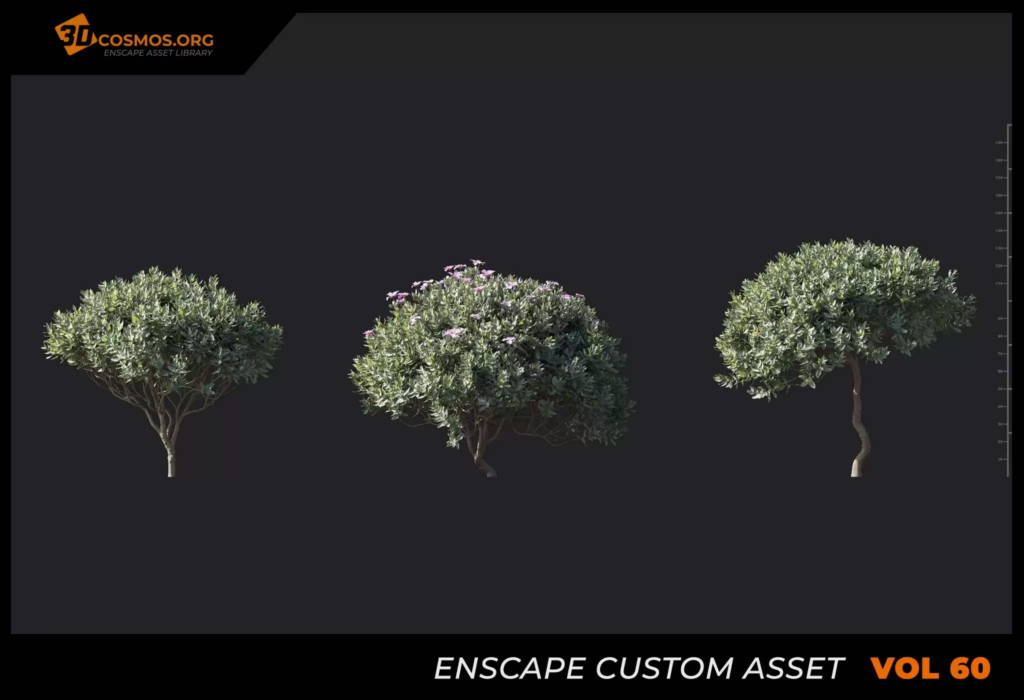 MT_PM_V60_Cistus_albidus_01_04-06 (1)