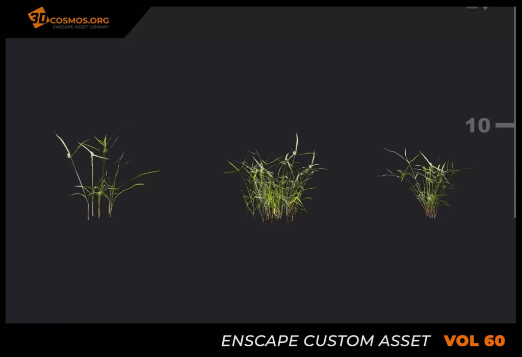 MT_PM_V60_Cyperus_eragrostis_01_01-03 (1)