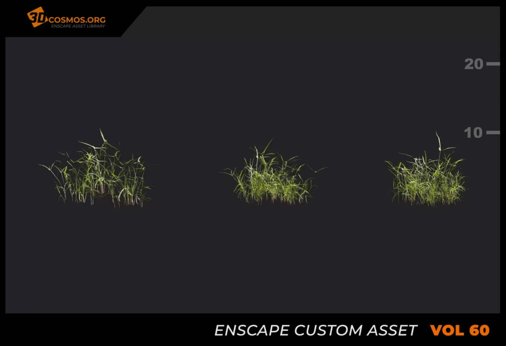MT_PM_V60_Cyperus_eragrostis_01_04-06 (1)