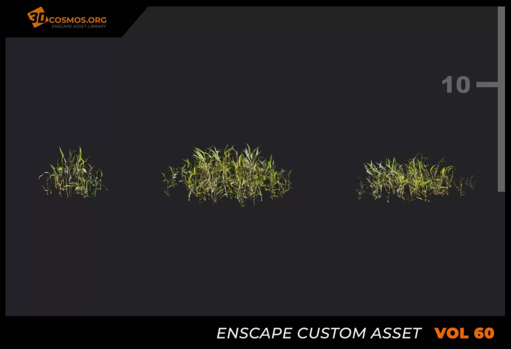 MT_PM_V60_Digitaria_sanguinalis_01_01-03 (1)