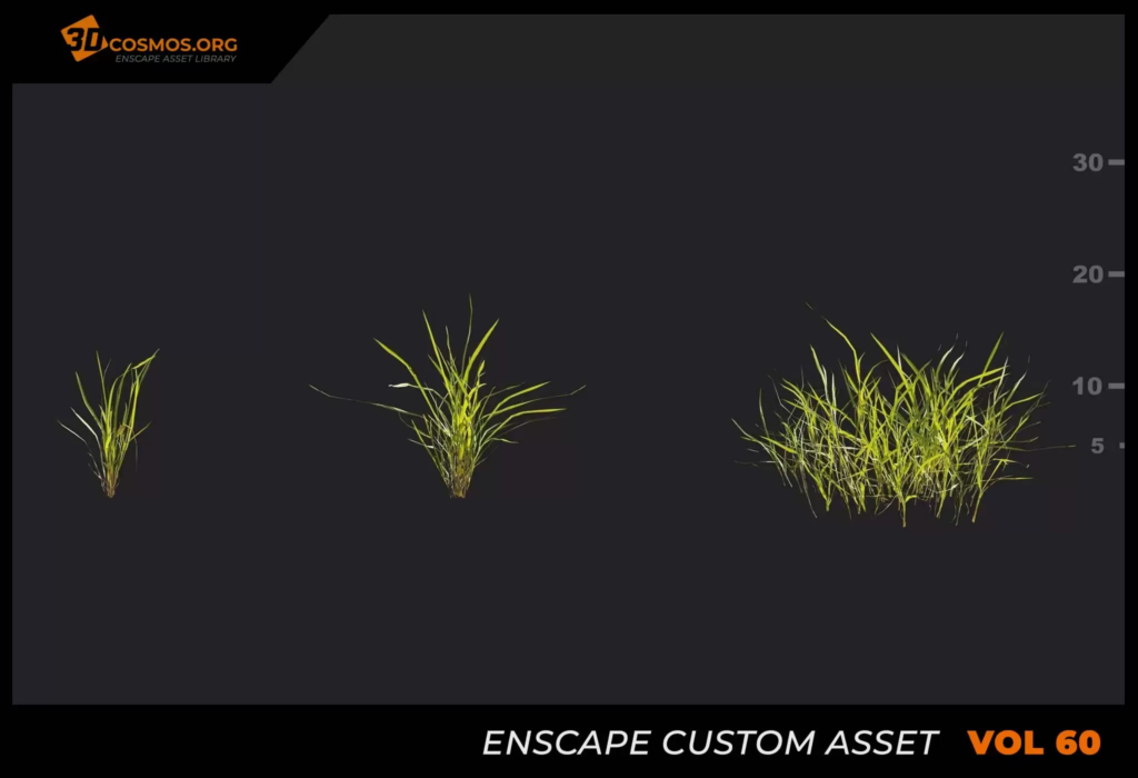 MT_PM_V60_Setaria_viridis_beauv_01_01-03 (1)