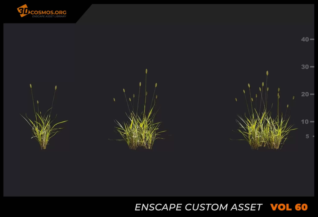 MT_PM_V60_Setaria_viridis_beauv_01_04-06 (1)