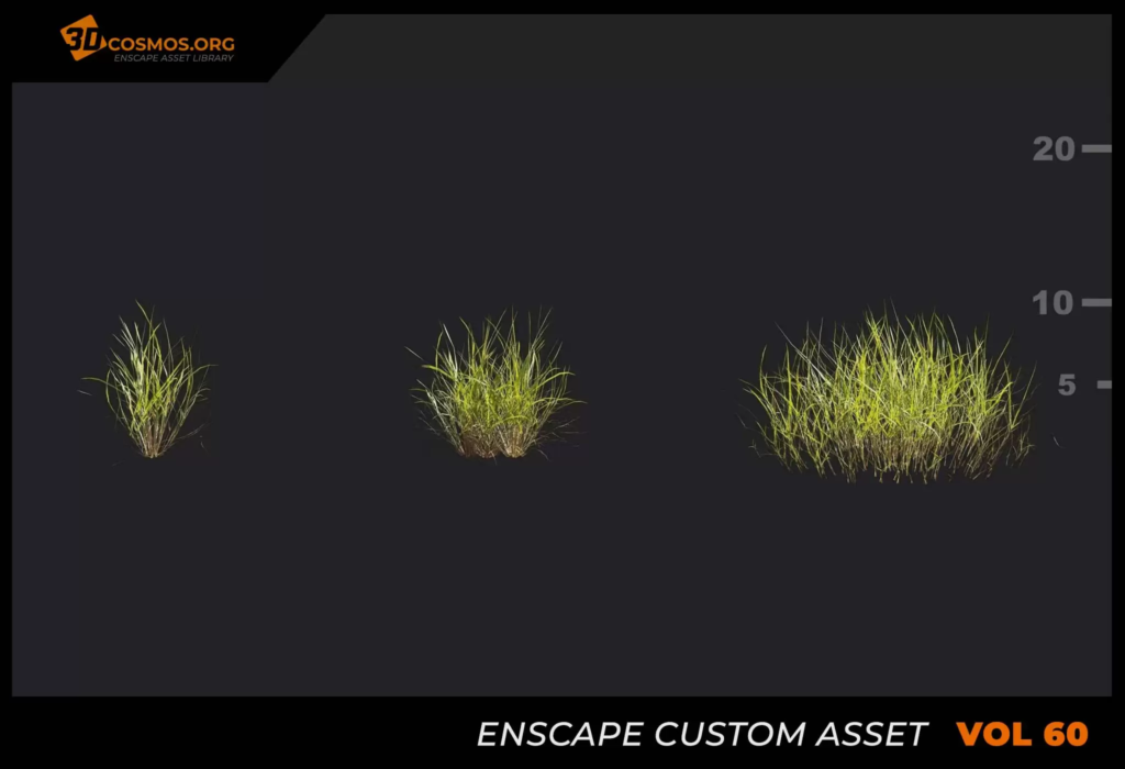 MT_PM_V60_Zoysia_japonica_steud_01_01-03 (1)