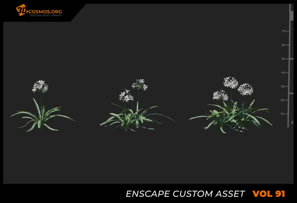 MT_PM_V91_Agapanthus_africanus_01_01-03