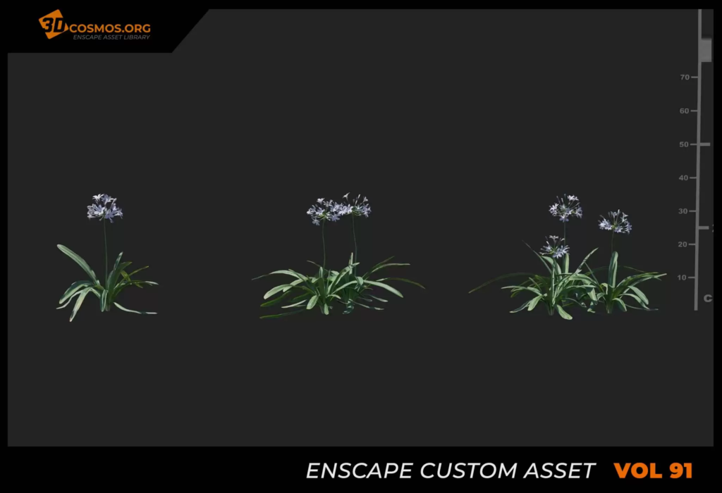 MT_PM_V91_Agapanthus_africanus_01_04-06