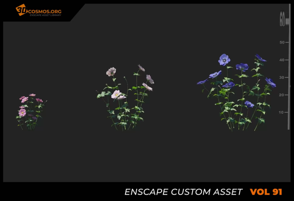 MT_PM_V91_Anemone_cathayensis_01_01-03